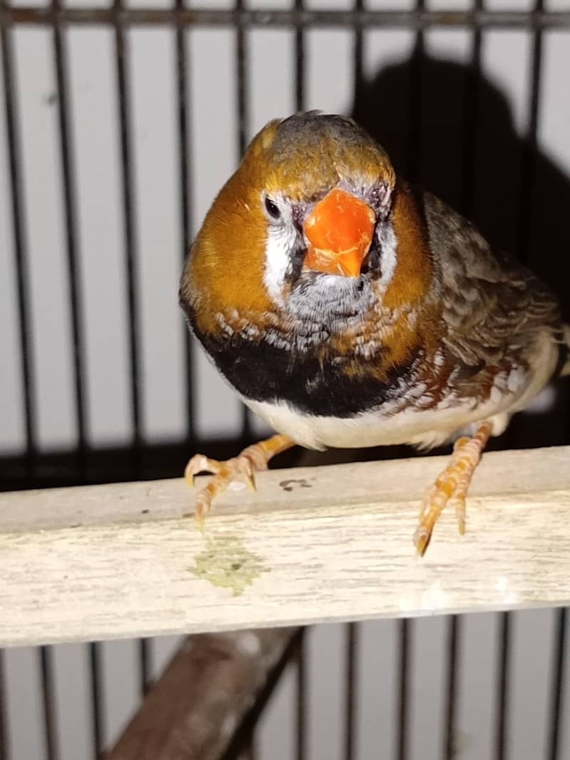 finches orange and java 1