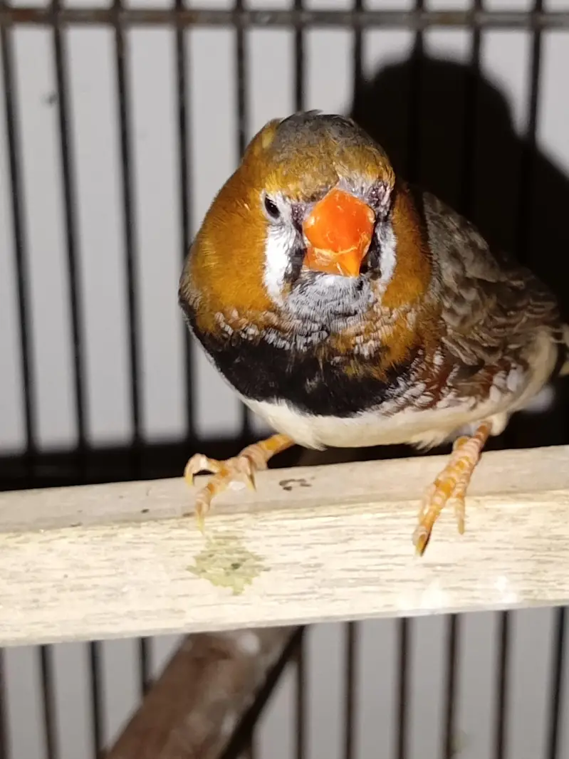 finches orange and java — photo 2
