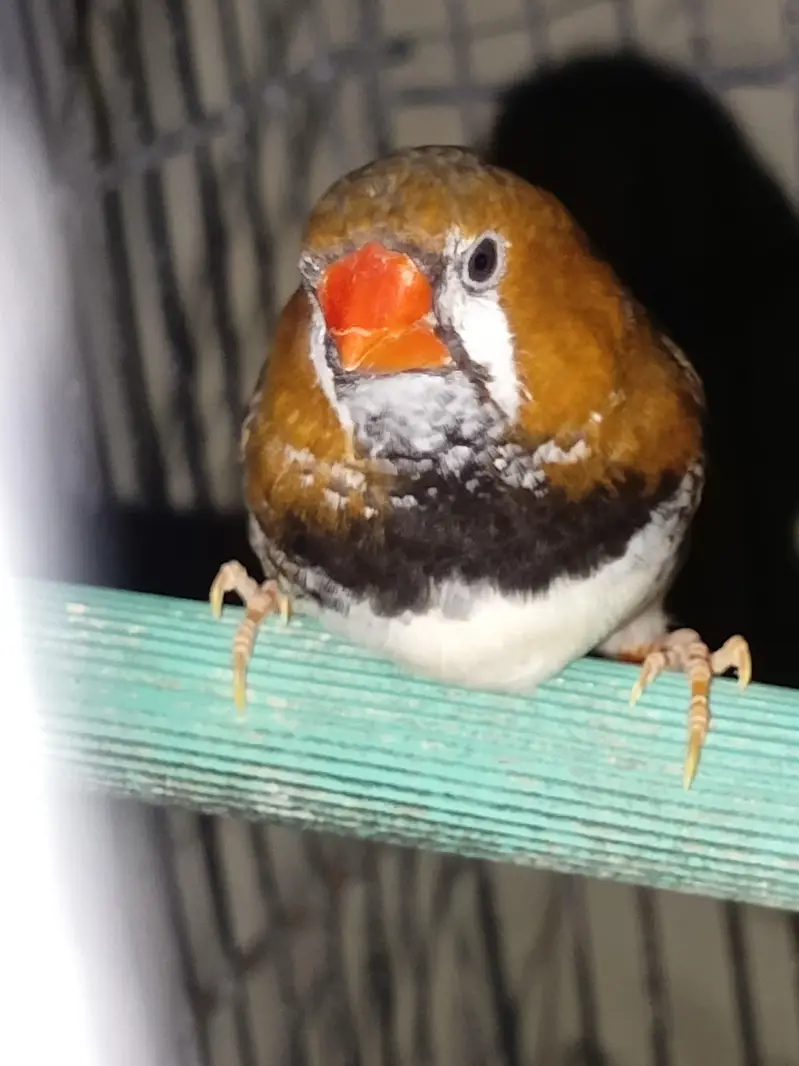 finches orange and java — photo 3