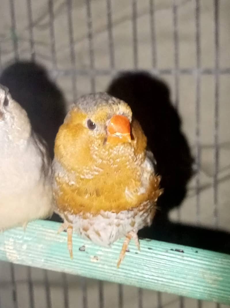 finches orange and java 4