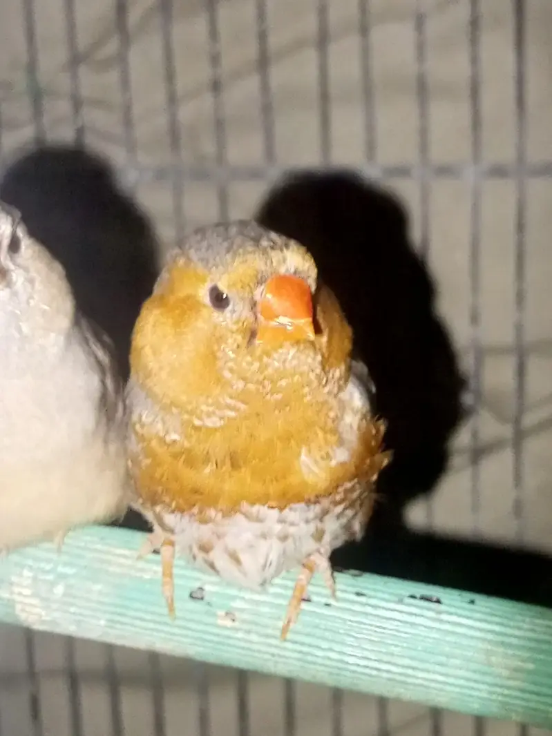 finches orange and java — photo 5