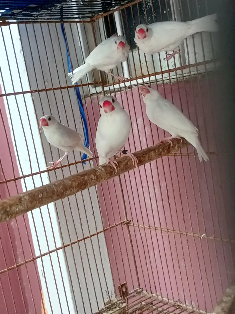 finches orange and java — photo 6