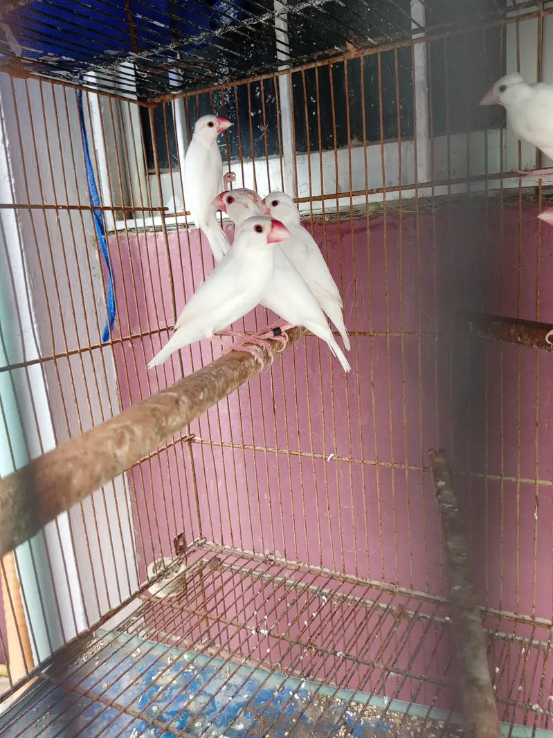 finches orange and java — photo 7