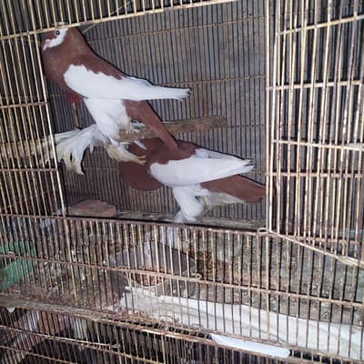 Breeder pair