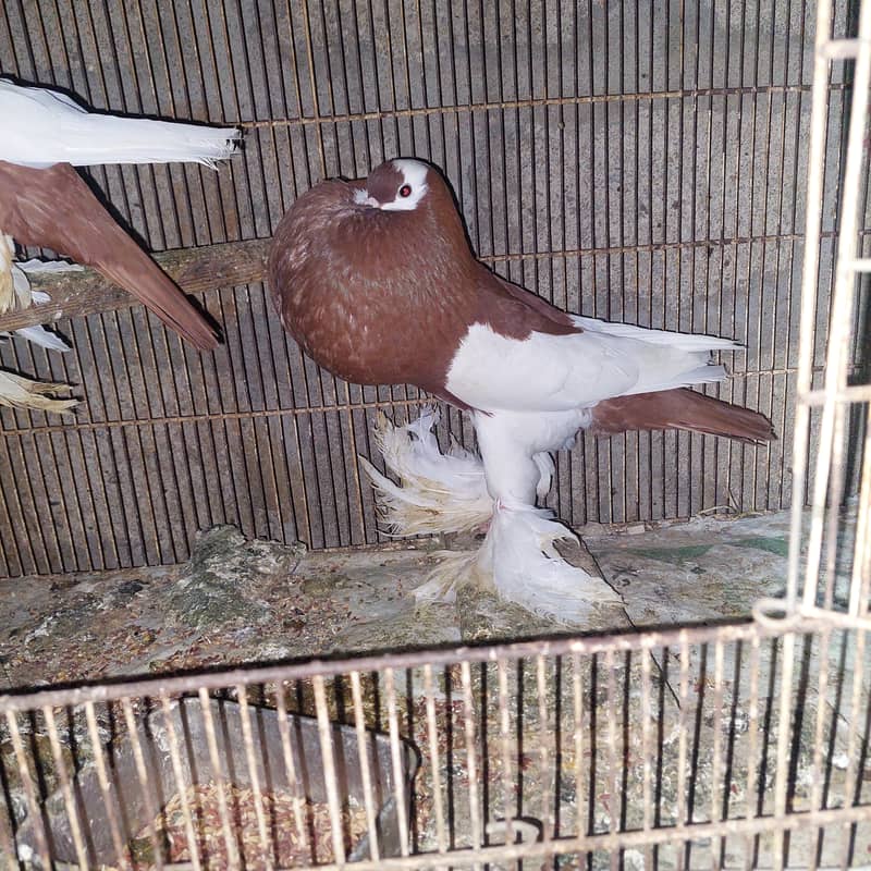 Breeder pair 1