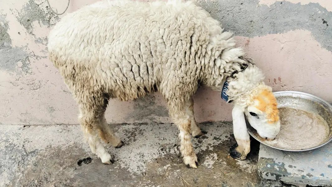Female sheep