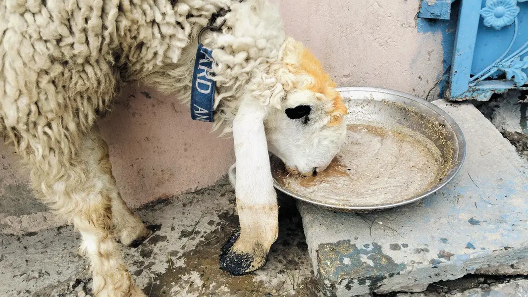 Female sheep — photo 3