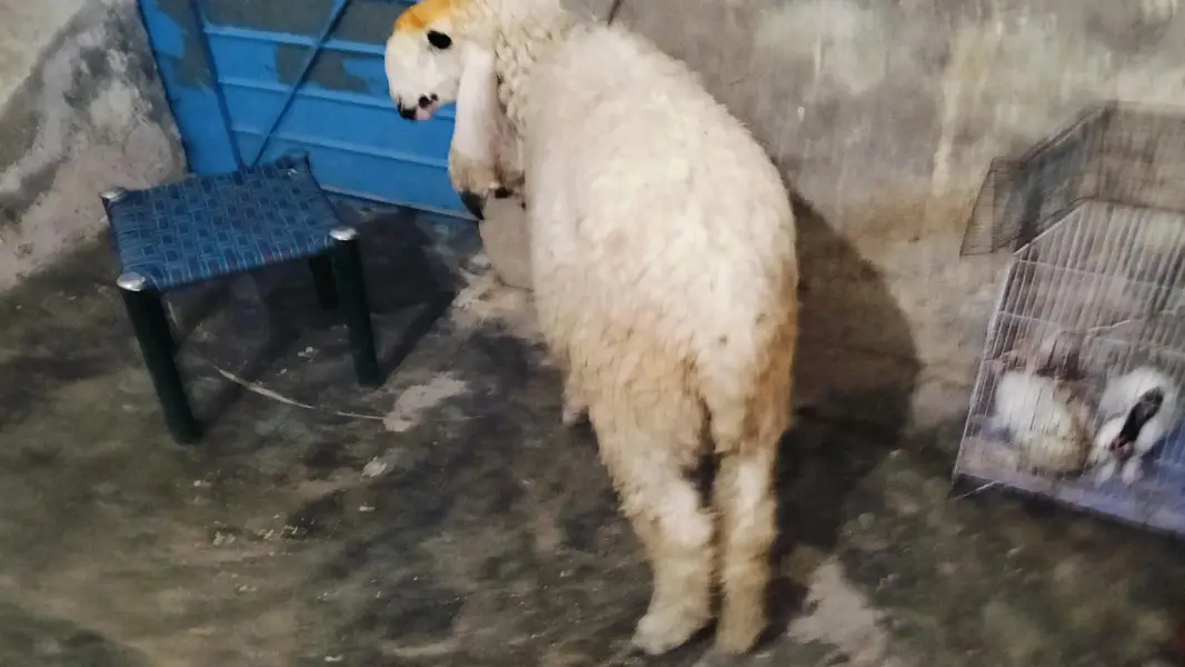 Female sheep — photo 4