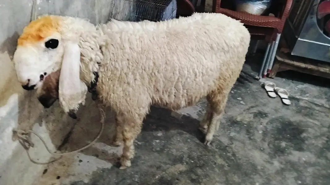 Female sheep — photo 8