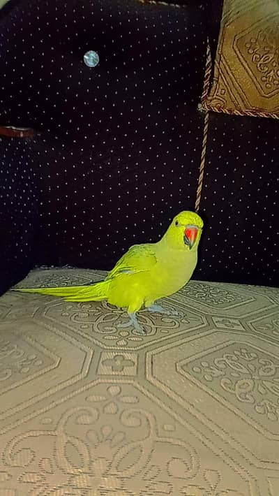 bolane wala parrot