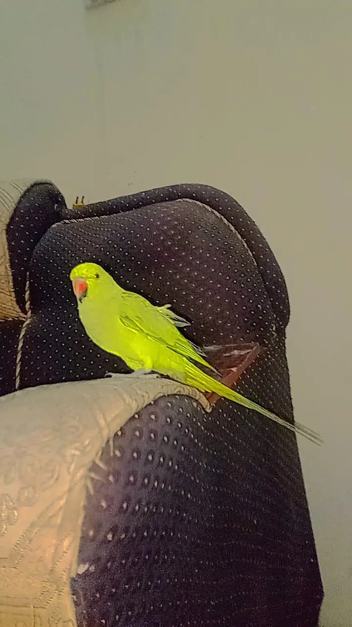 bolane wala parrot — photo 2