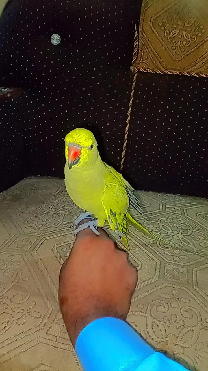 bolane wala parrot — photo 3