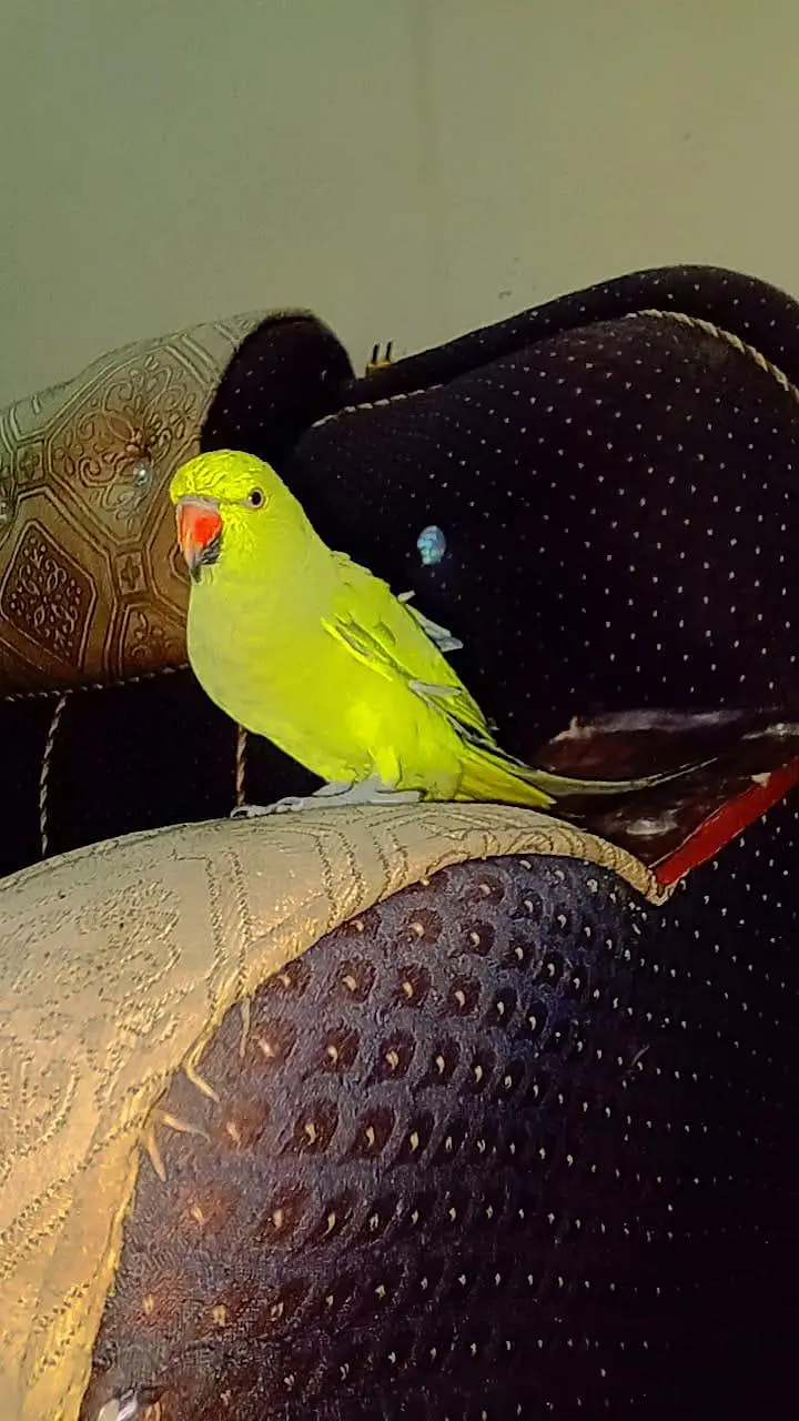 bolane wala parrot — photo 4