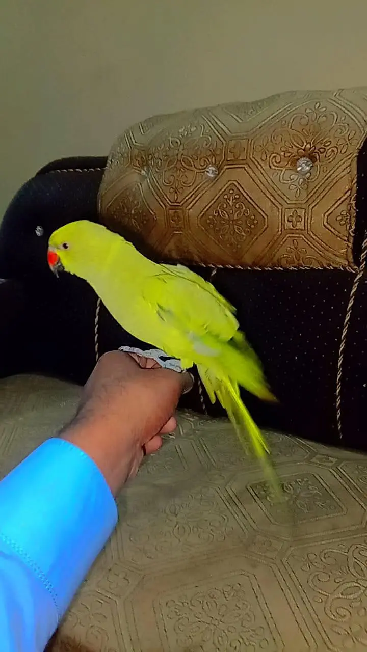bolane wala parrot — photo 5