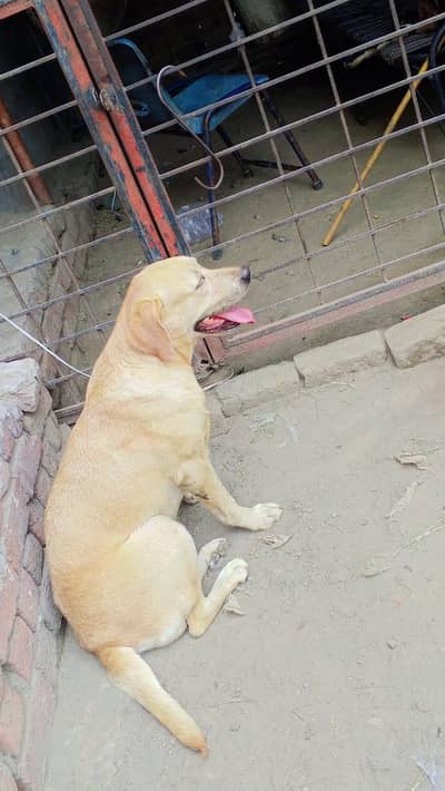 Lebra Dog