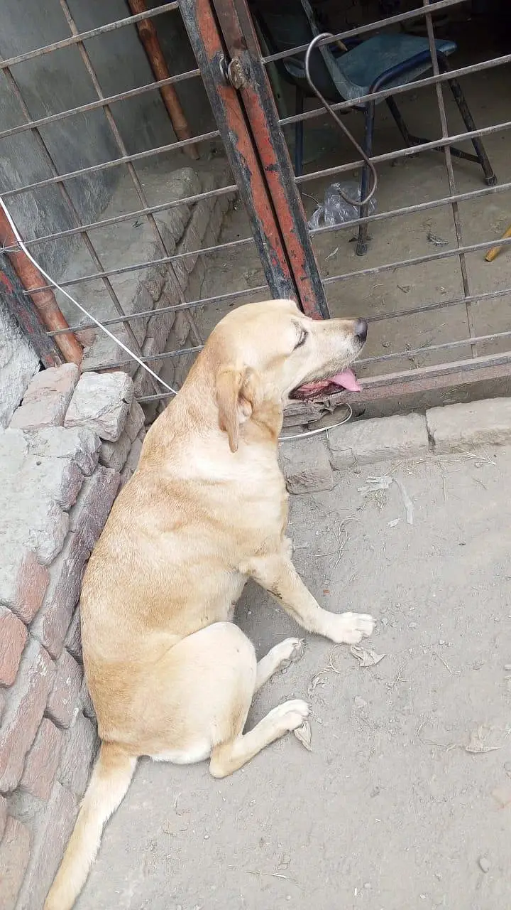 Lebra Dog — photo 2