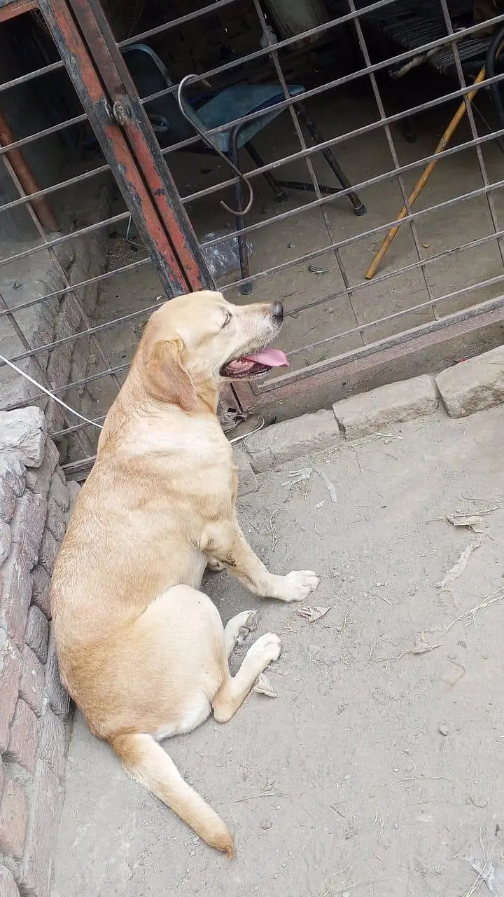 Lebra Dog — photo 3