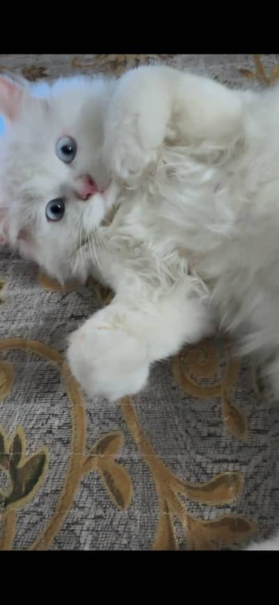 white blue eyes Persian triple coat