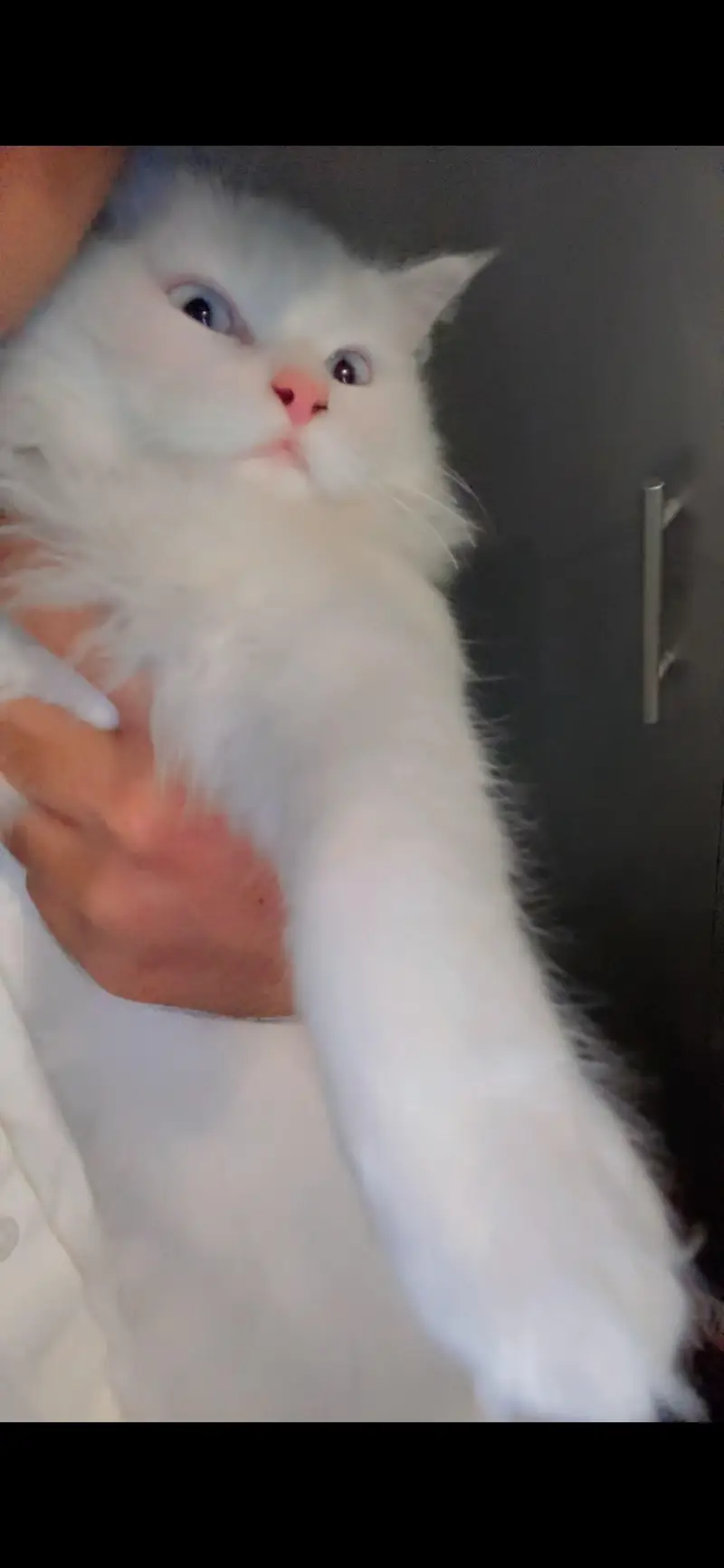 white blue eyes Persian triple coat — photo 2