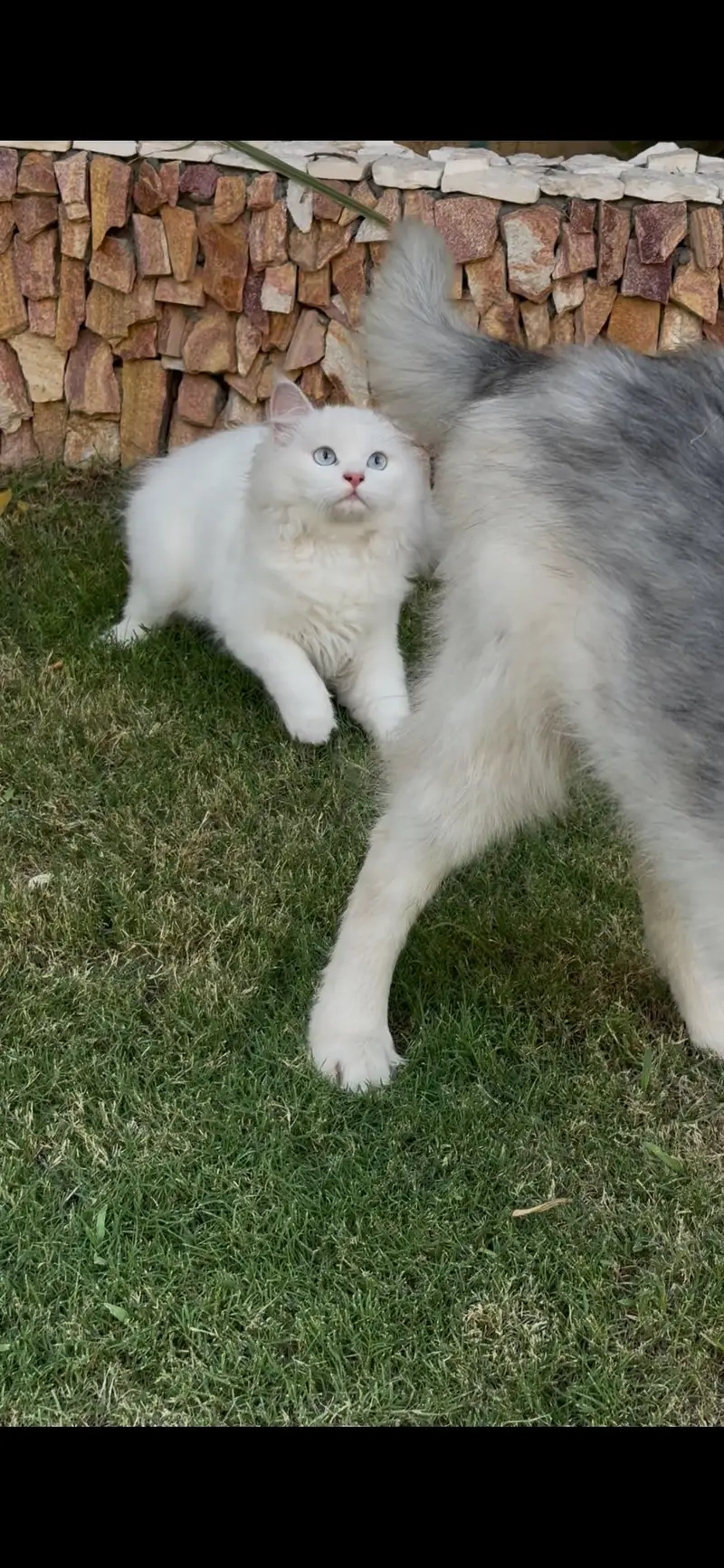 white blue eyes Persian triple coat — photo 4