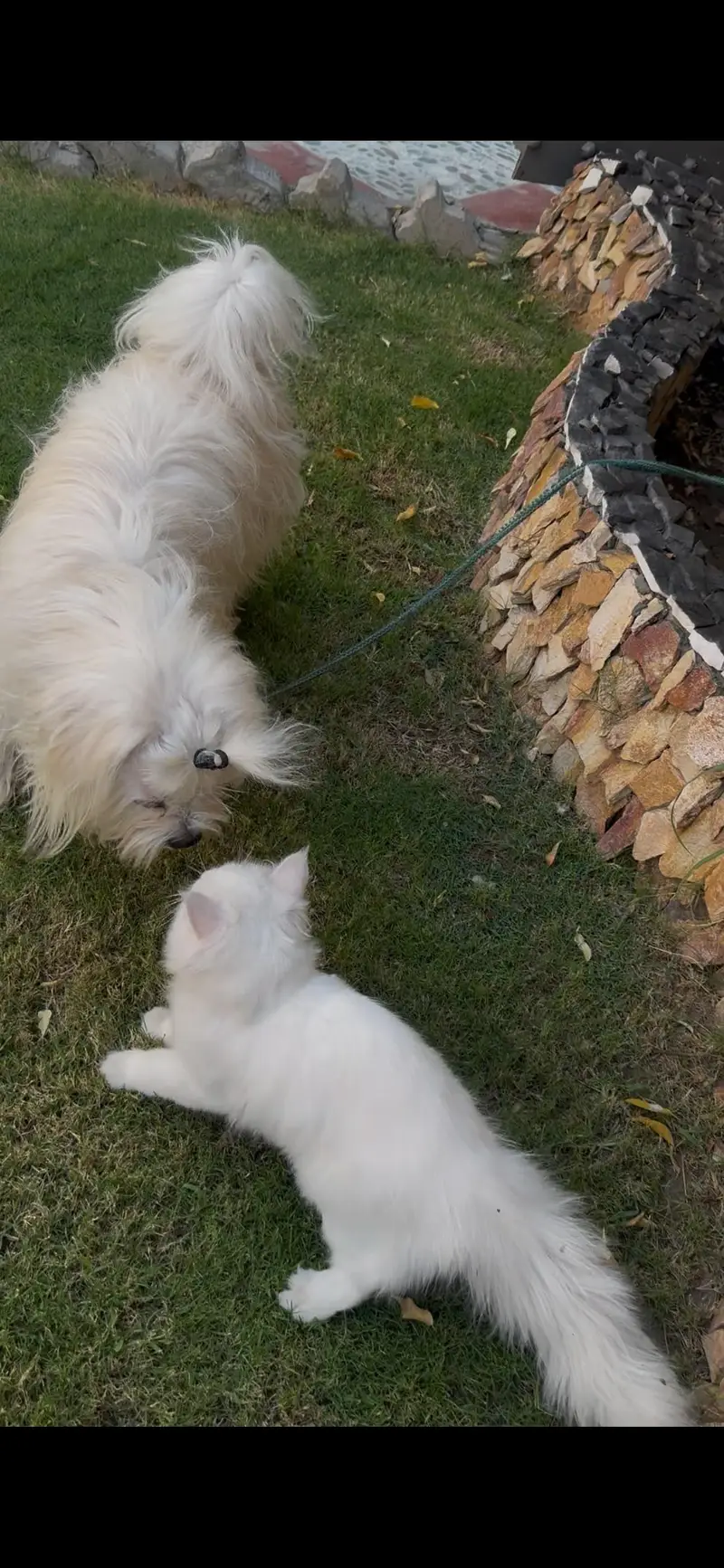 white blue eyes Persian triple coat — photo 5