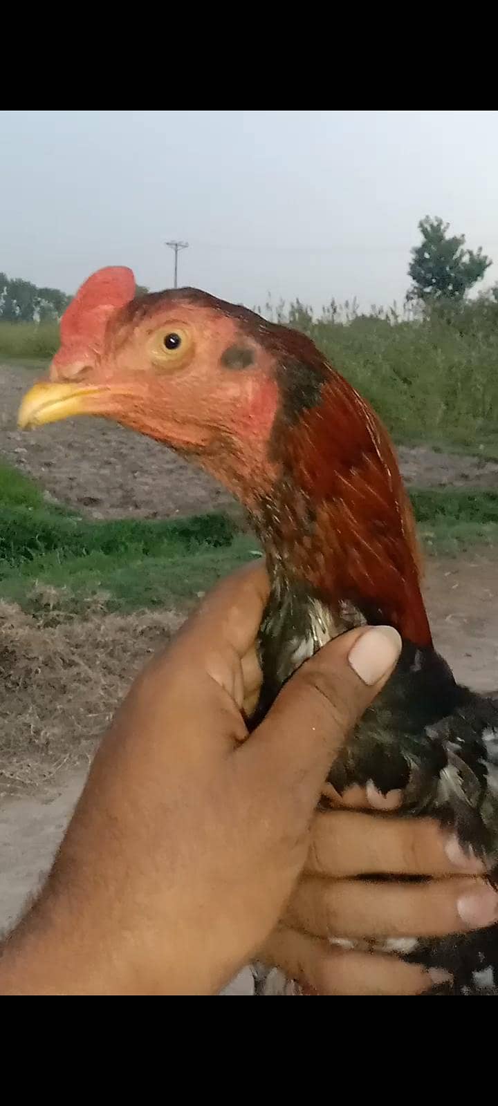 red colour 1