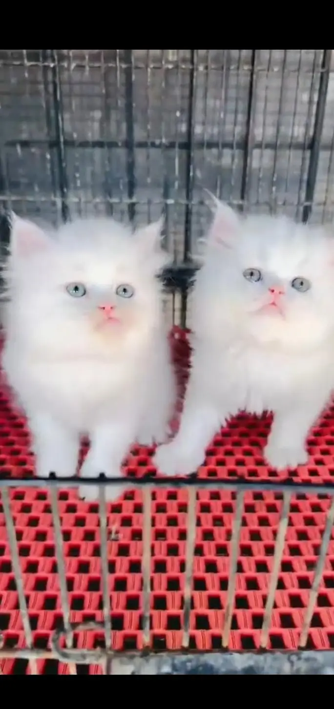 Quality Persian Punch face cat & kittens 03495425573 WhatsApp — photo 3