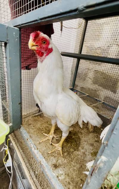 Indian Parrot Beak Male For Sale.