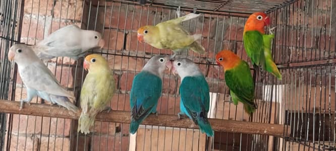 love bird  7 male  1 female