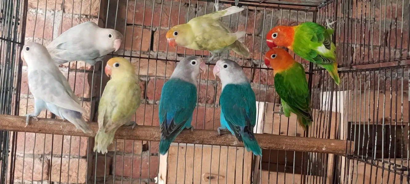 love bird  7 male  1 female — photo 2