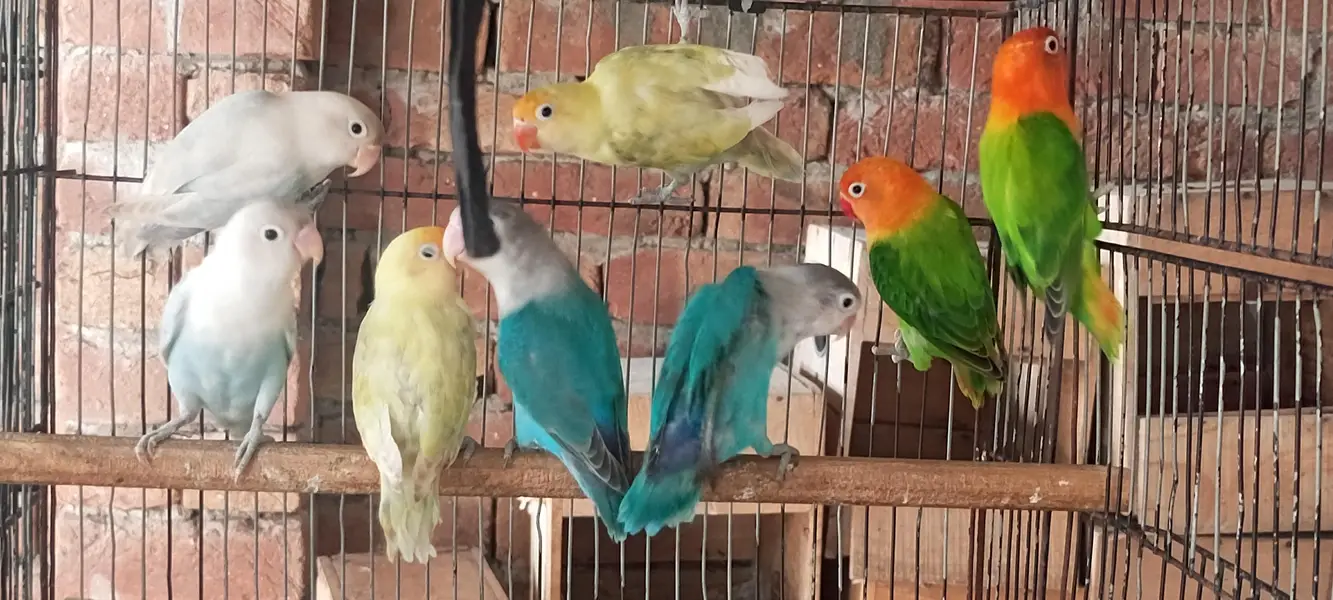 love bird  7 male  1 female — photo 3