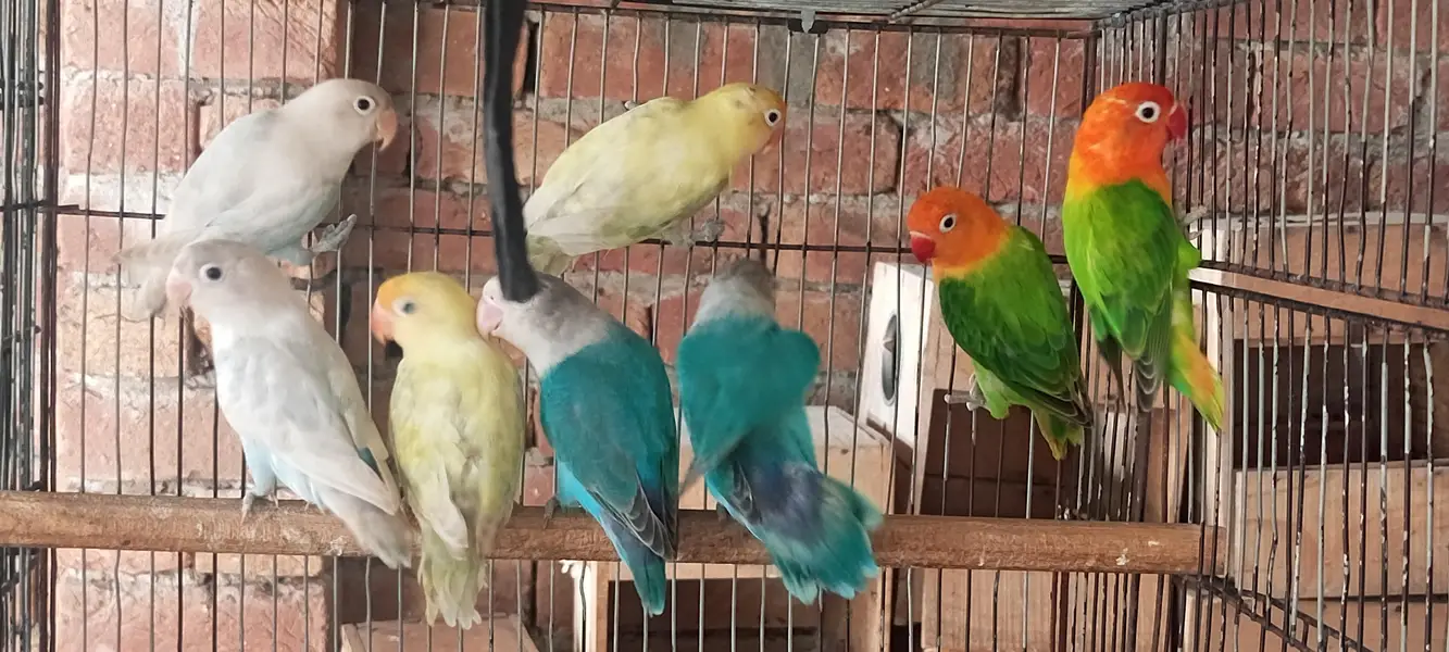love bird  7 male  1 female — photo 4