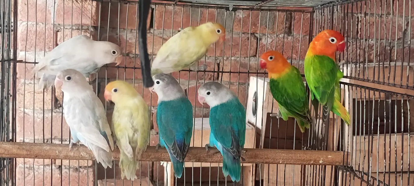love bird  7 male  1 female — photo 5