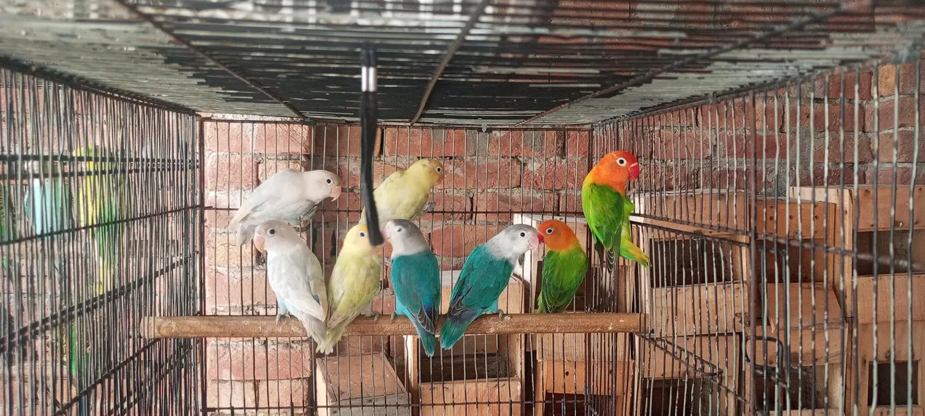 love bird  7 male  1 female — photo 6