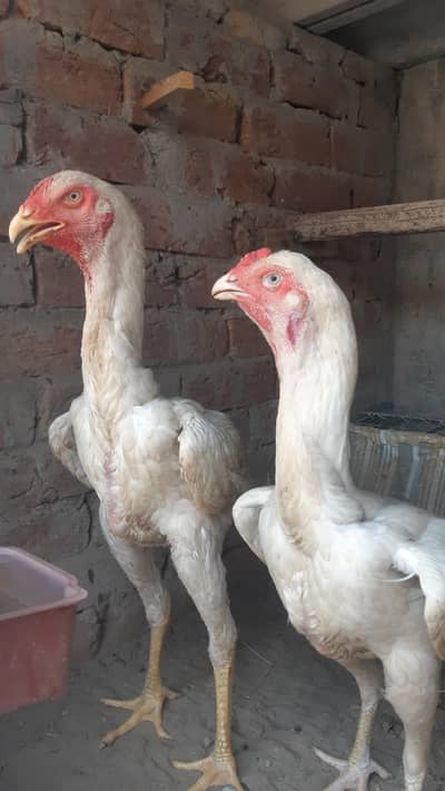 German Shamo Breeder Pair | breeder | Healthy and cheapest