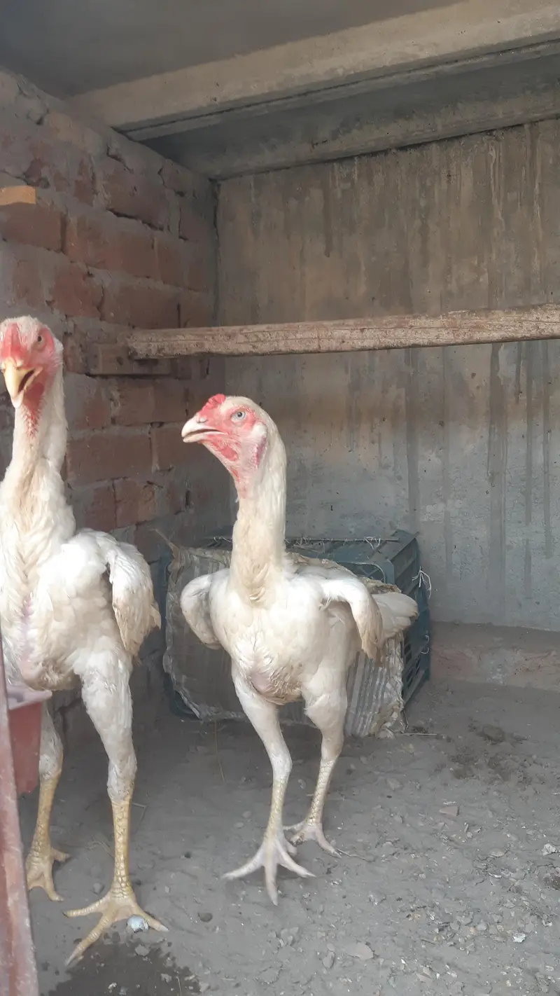 German Shamo Breeder Pair | breeder | Healthy and cheapest — photo 2