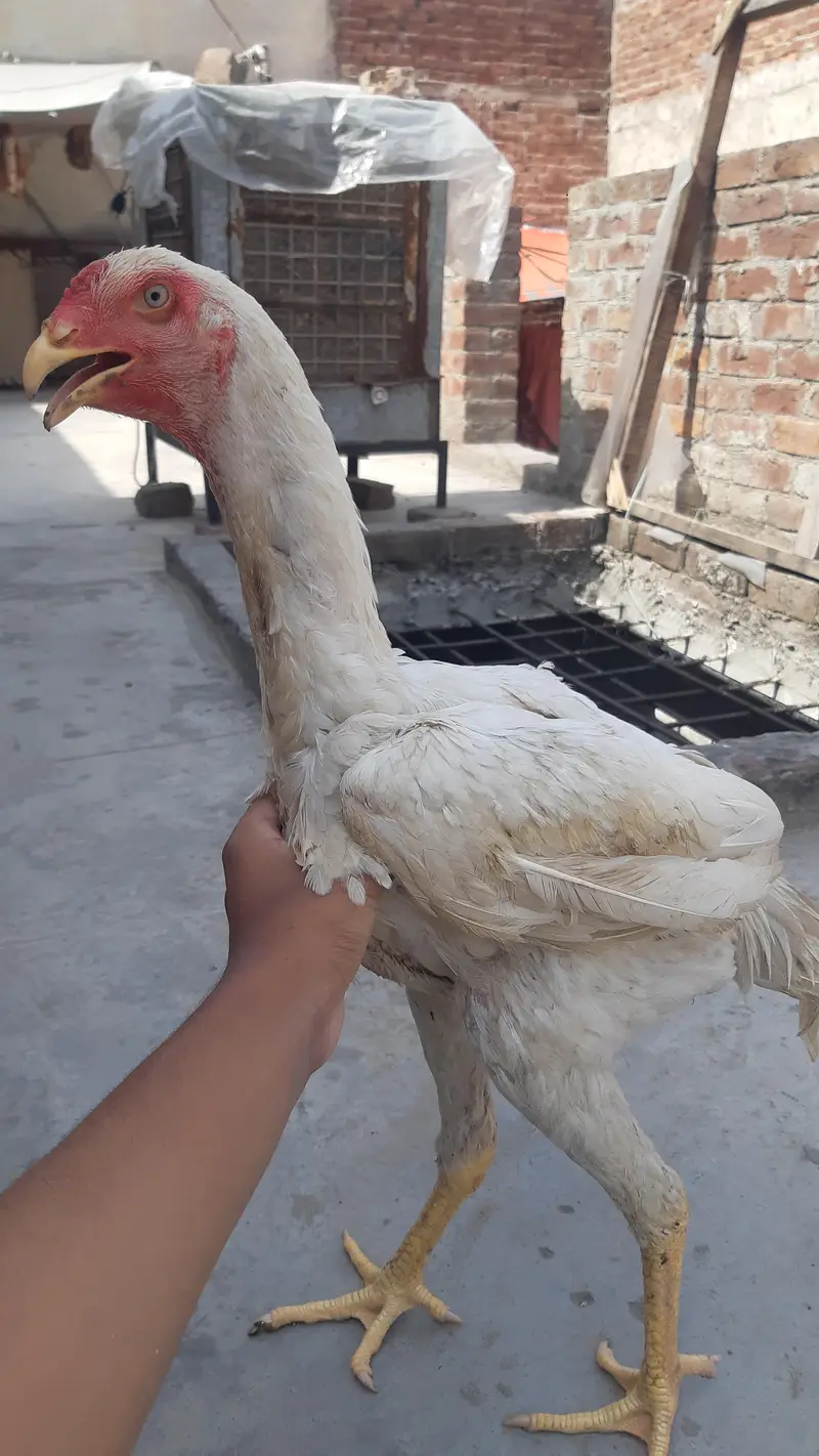 German Shamo Breeder Pair | breeder | Healthy and cheapest — photo 3