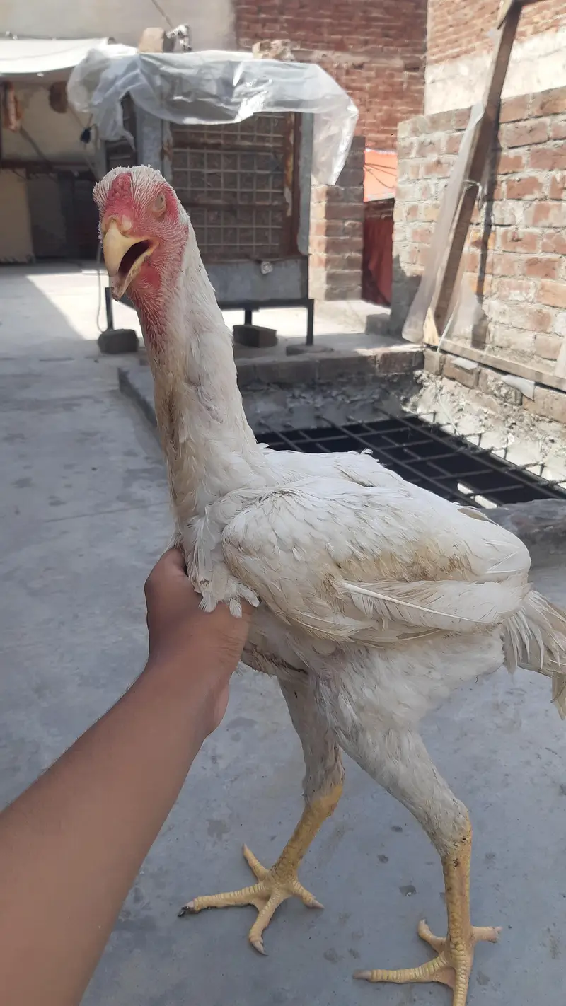 German Shamo Breeder Pair | breeder | Healthy and cheapest — photo 4