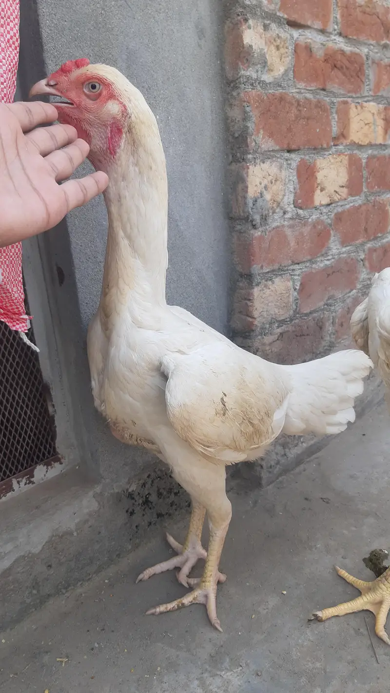 German Shamo Breeder Pair | breeder | Healthy and cheapest — photo 5