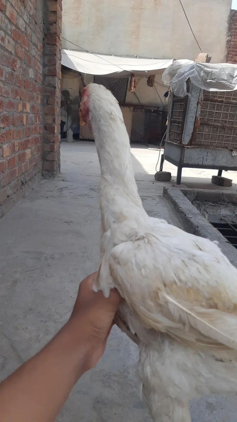 German Shamo Breeder Pair | breeder | Healthy and cheapest — photo 6
