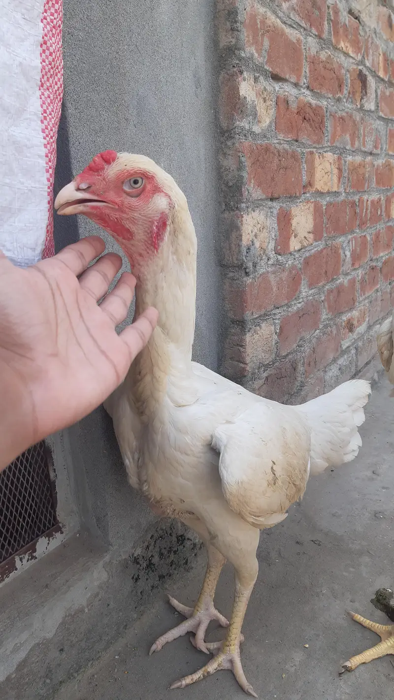 German Shamo Breeder Pair | breeder | Healthy and cheapest — photo 7