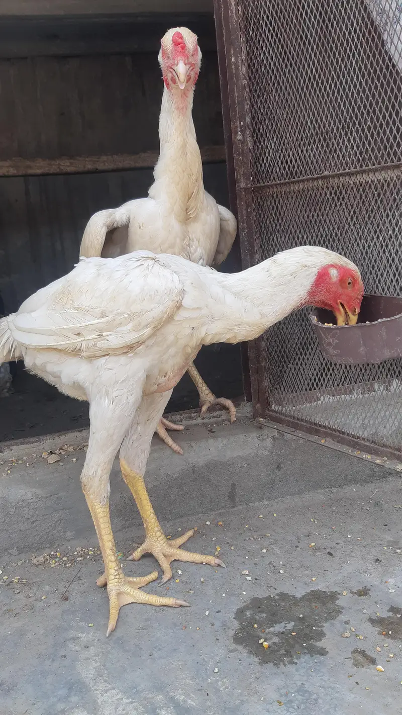 German Shamo Breeder Pair | breeder | Healthy and cheapest — photo 8