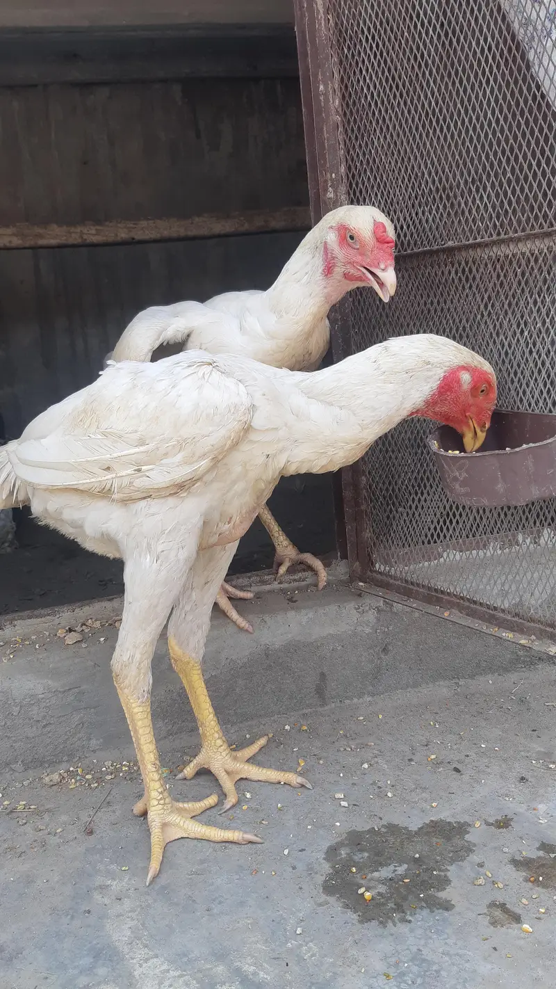 German Shamo Breeder Pair | breeder | Healthy and cheapest — photo 9