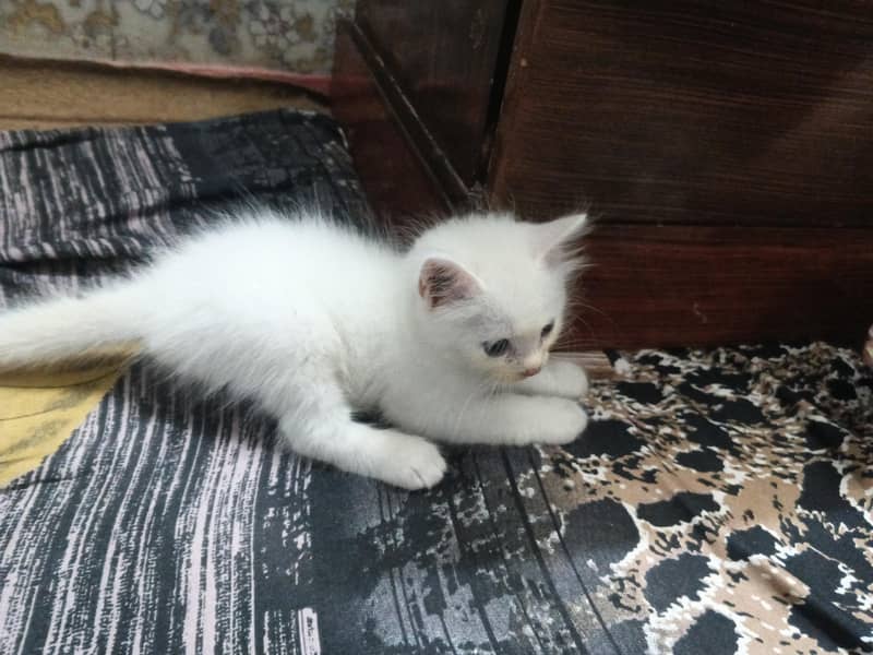 cat pair 1