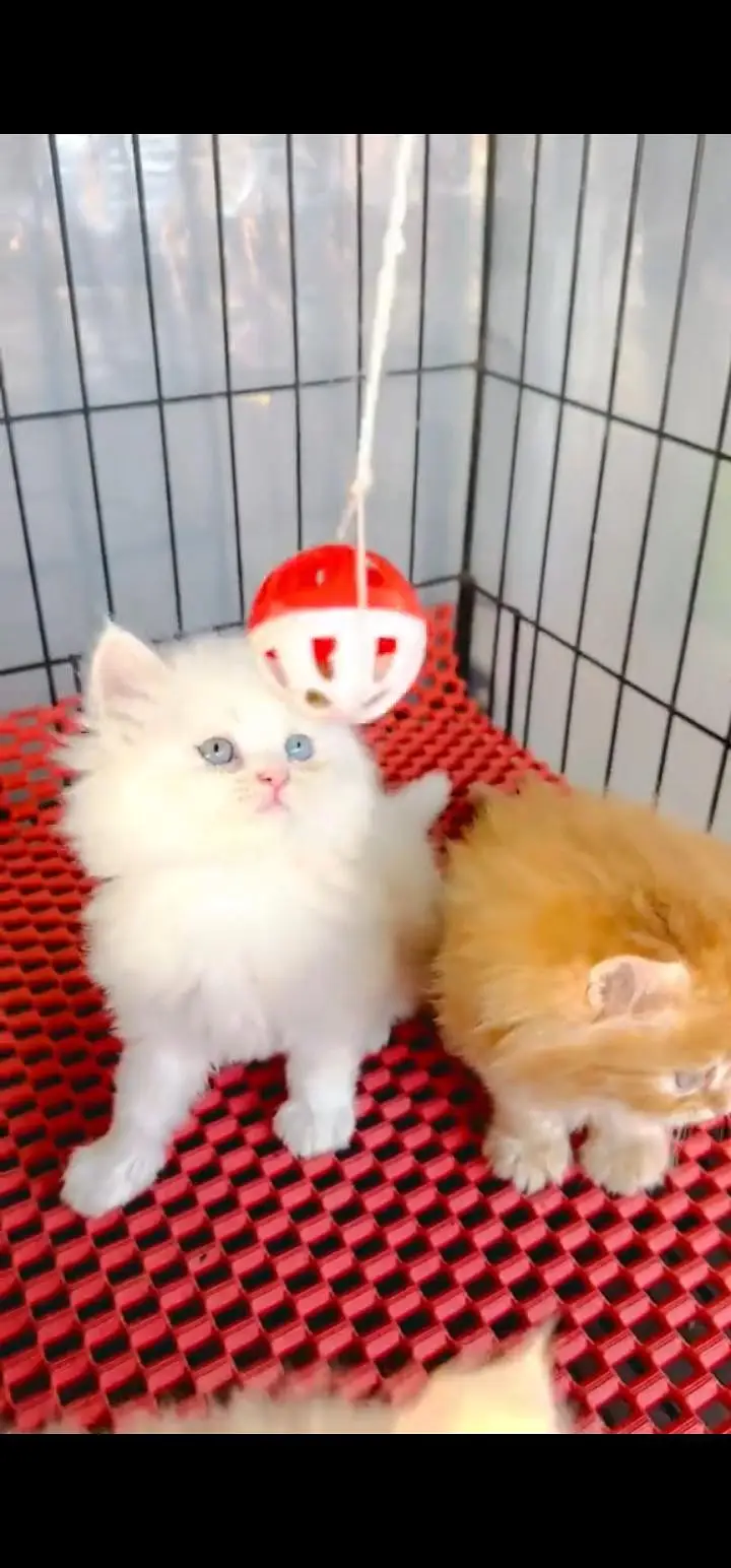 Quality Persian Punch face cat & kittens 03495425573 WhatsApp — photo 3