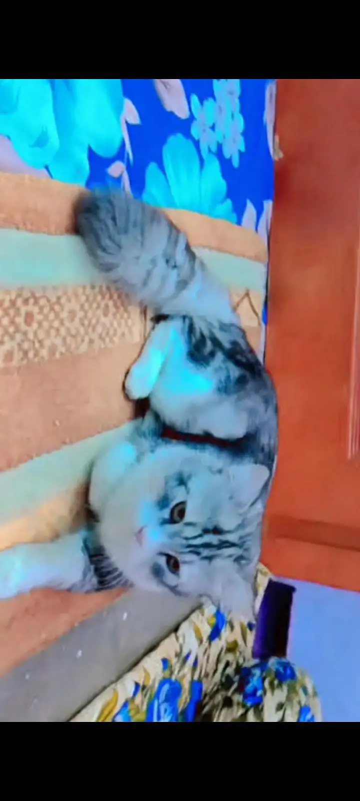 Persian cat name. . Gattu — photo 2