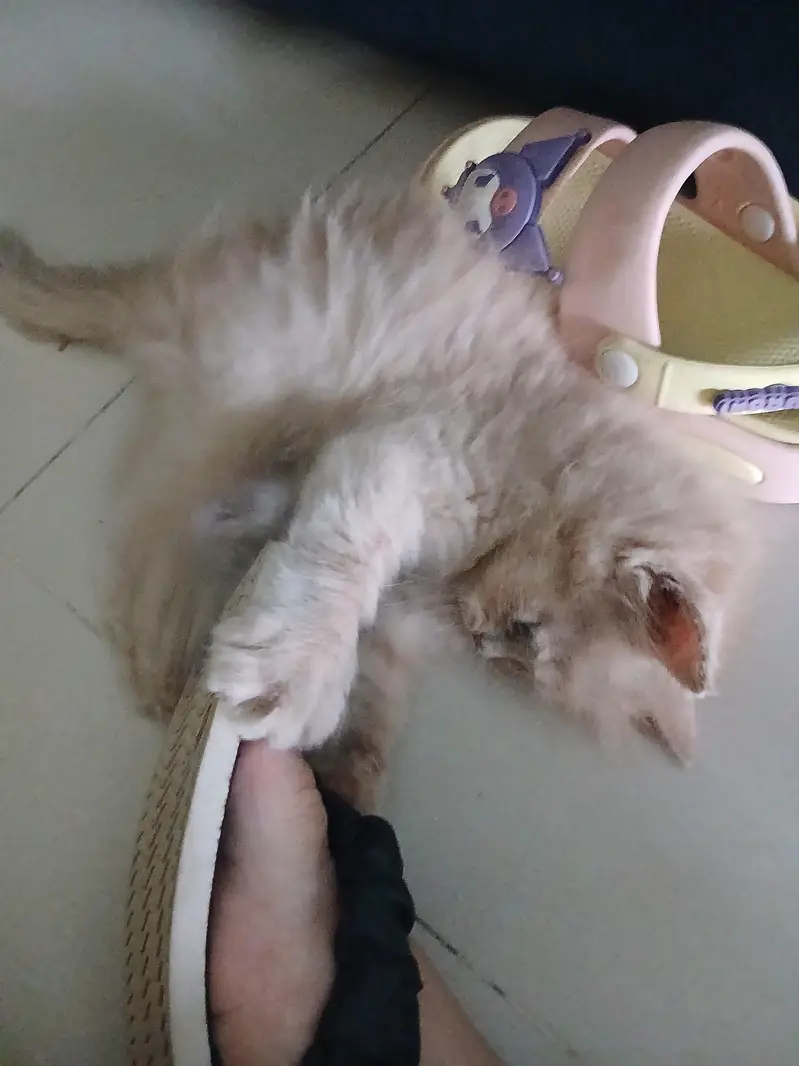 Kitten for sale — photo 2