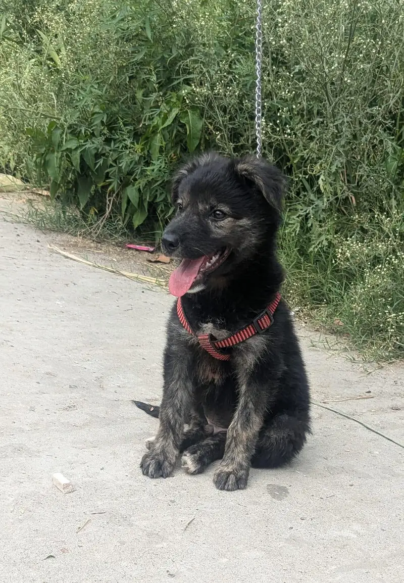 urgent sale — photo 2