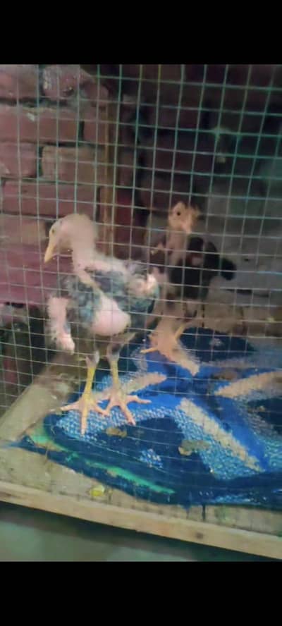 birds