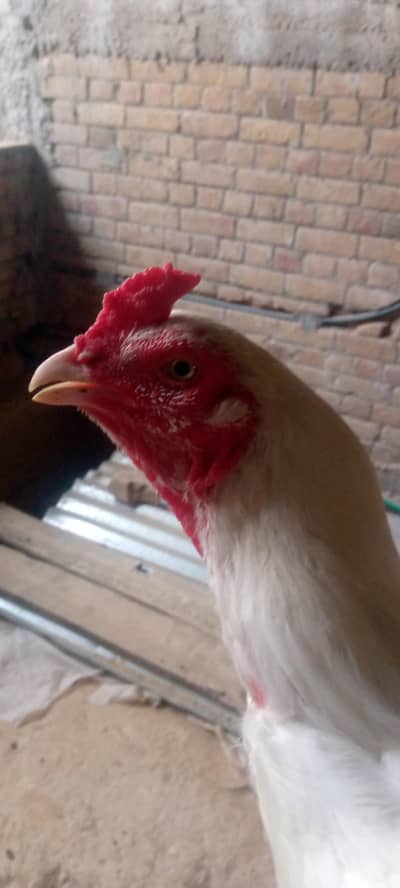urgent sale 03070050414